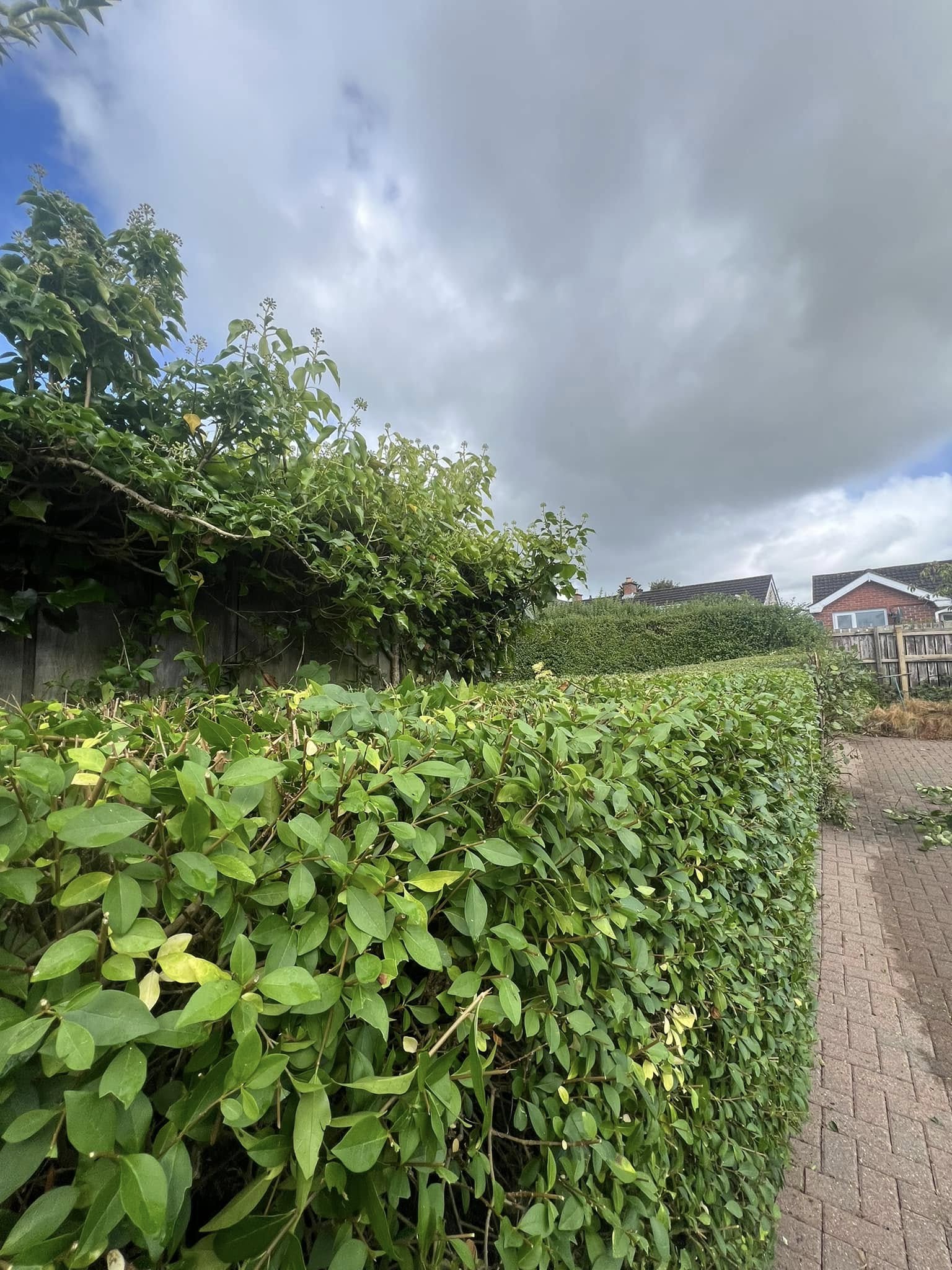 Hedge cutting and shaping service